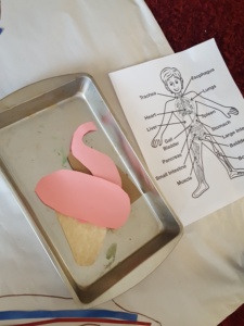 Preschool Activity Organs of the Body