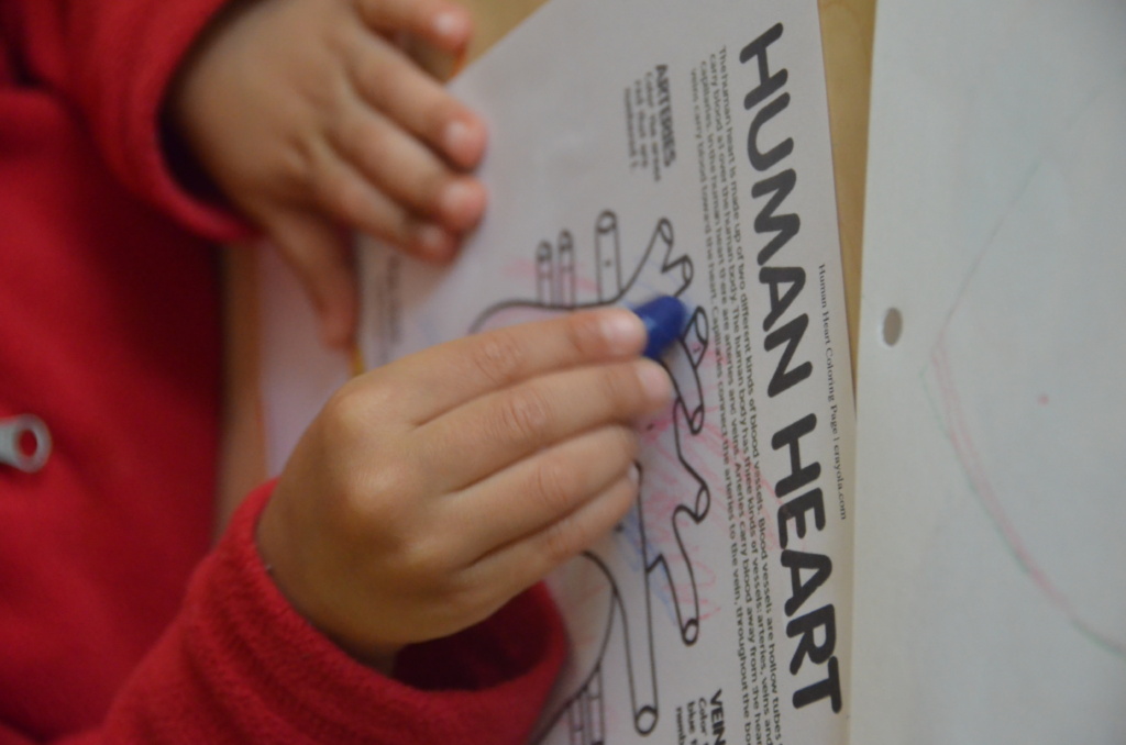 Toddler S learns about the Human Heart for Valentines