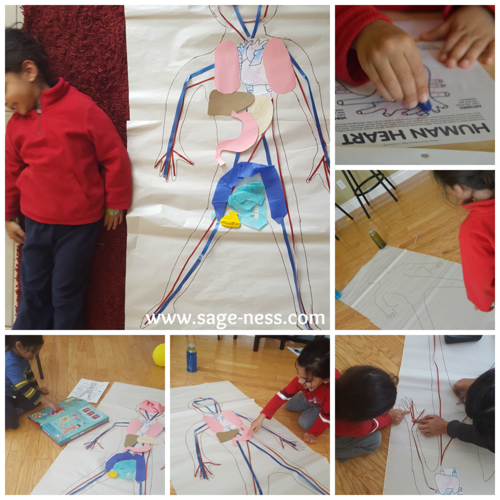 Toddler S learns about the Human Heart in February