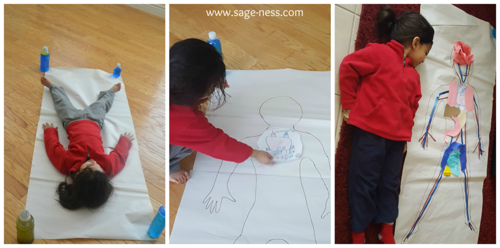 Toddler S learns about the Human Heart in February